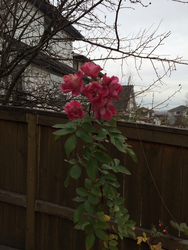 Wild rose in October 